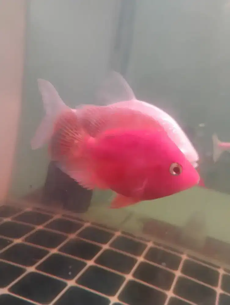 Ikan hias red devil sb