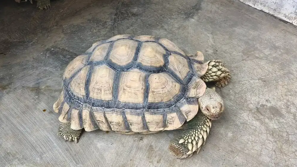 KURA-KURA DARAT SULCATA INDUKAN JUMBO 60cm UP