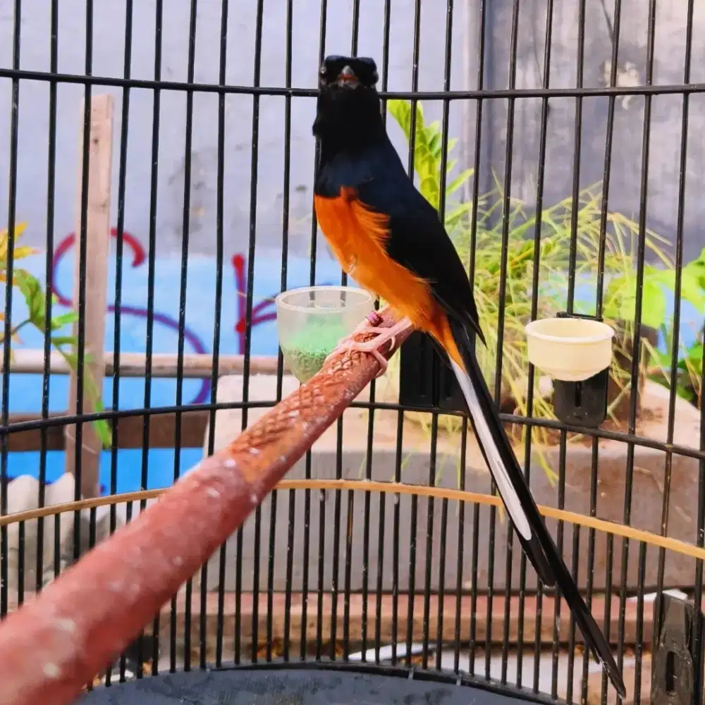 Murai medan  gacor