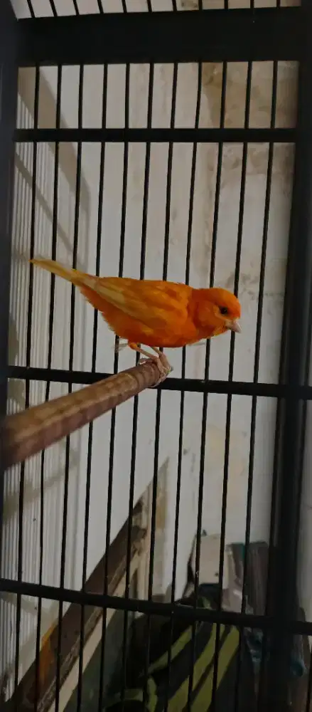 Kenari merlok gacor
