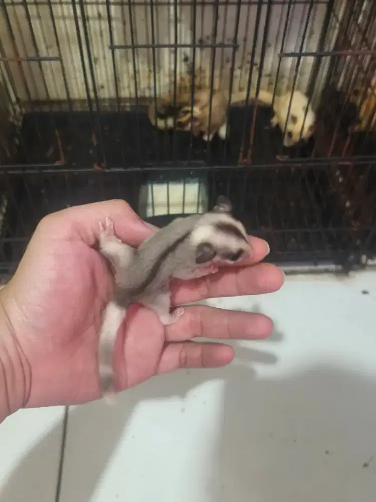 Sugar glider mozaik