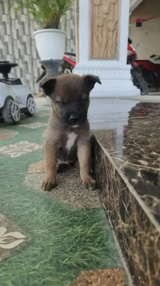 jack Russell jantan