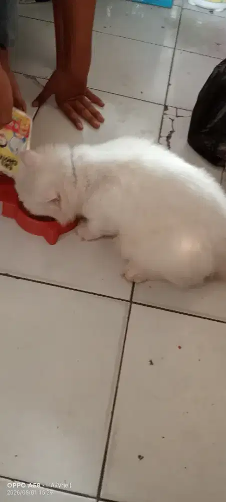 Kucing Persia putih