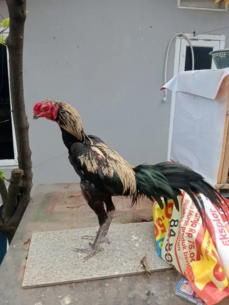 Ayam Bangkok X Pama um 8 bln