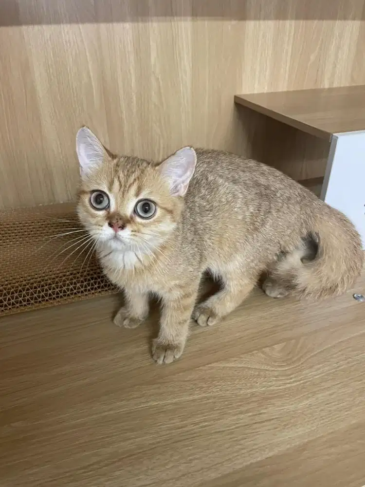 Kucing british short hair golden jantan