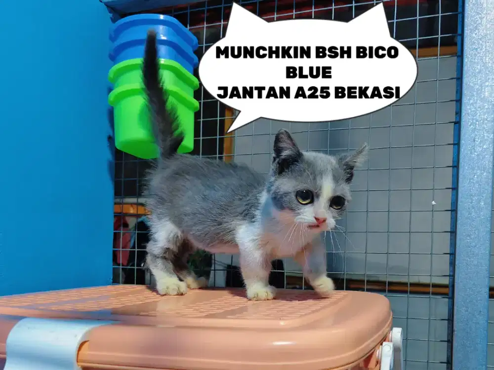 MUNCHKIN BSH Bico Blue JANTAN Kitten Cebol British short hair