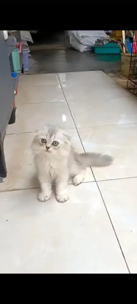 Kucing betina scottish fold silver,