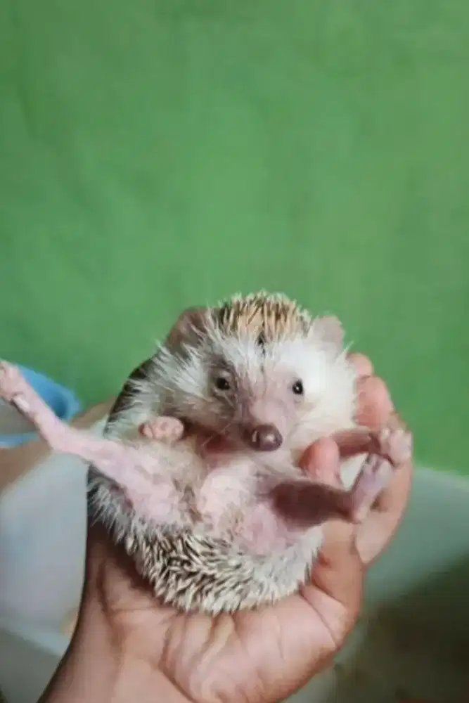 LEPAS ADOPSI LANDAK MINI