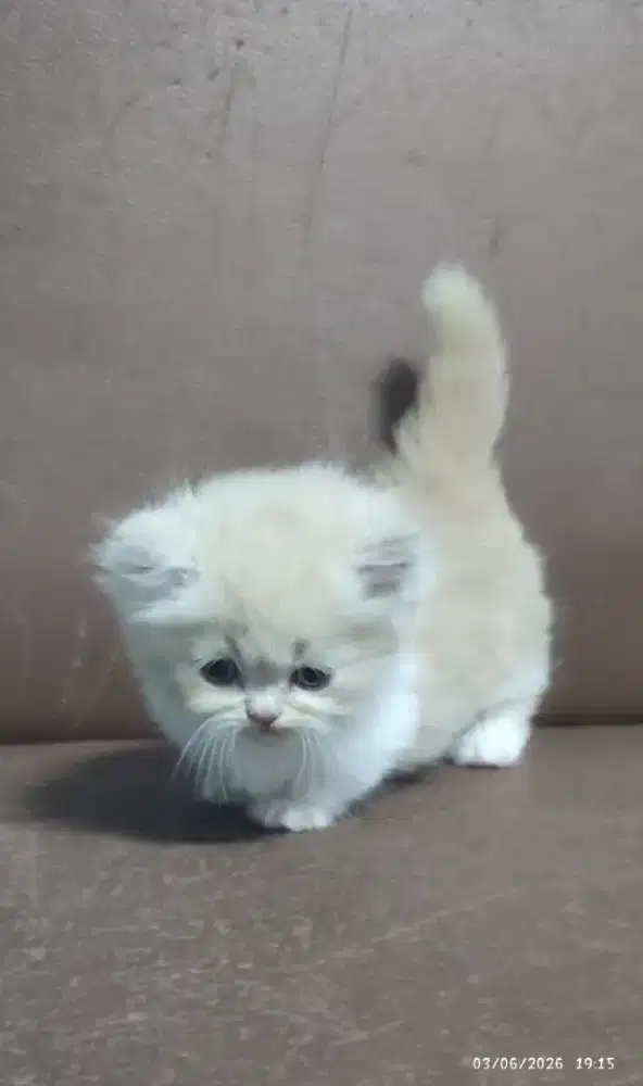Kucing Munchkin Top standard