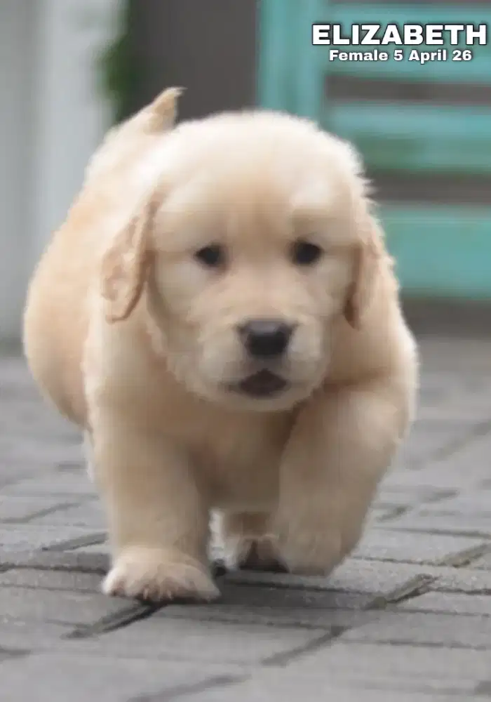 Golden retriever betina •ELIZABETH•