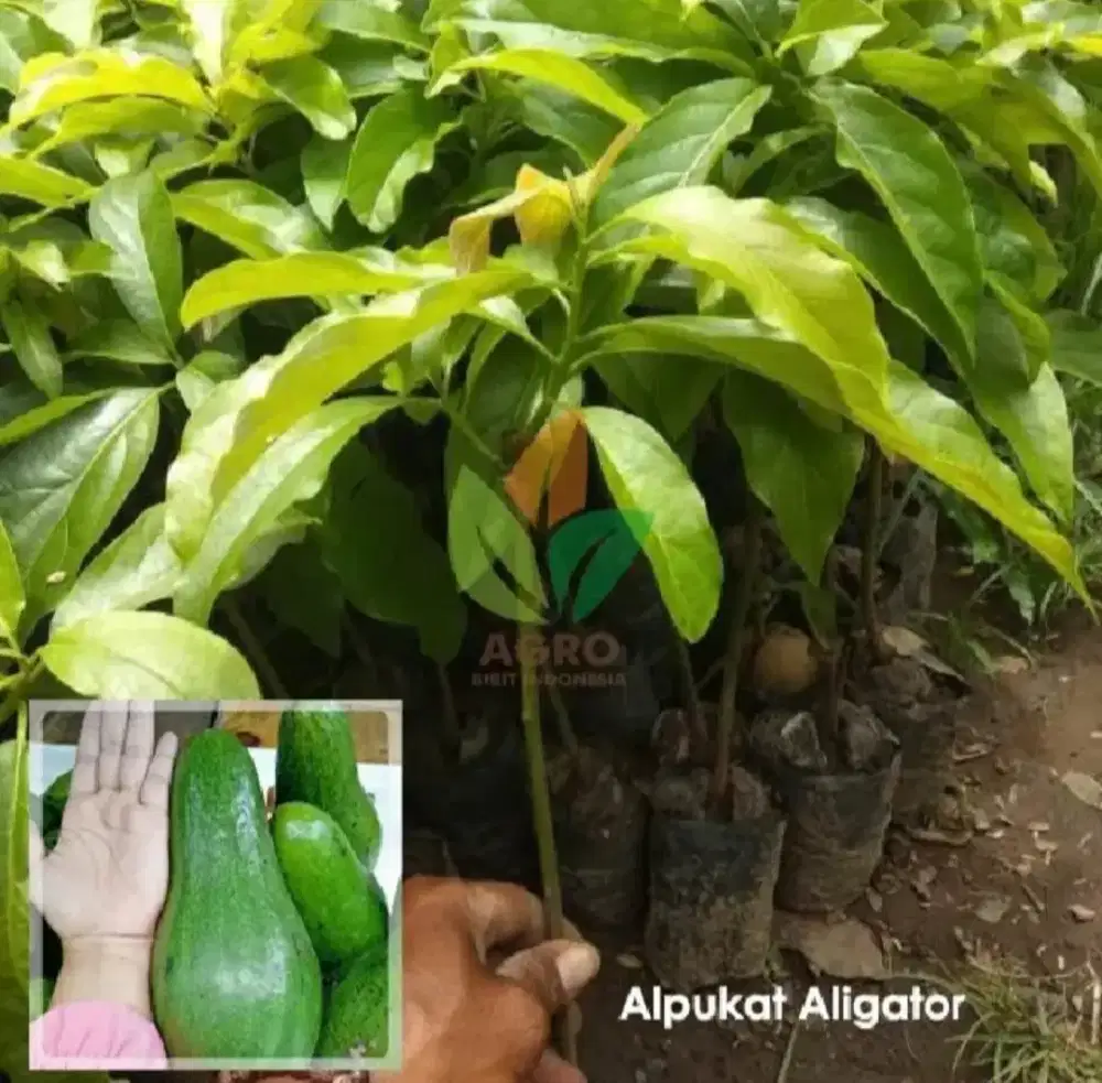 BIBIT ALVOKAT ALIGATOR SUPER JUMBO (ASLI ORIGINAL SIAP TANAM)