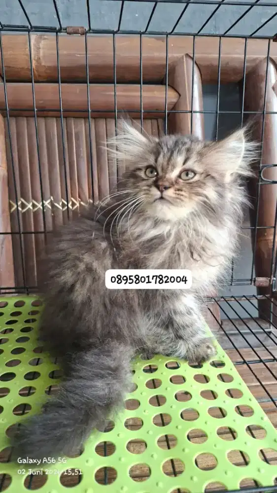 Anak kucing anggora/kitten persial  jantan/kucing  persia jantan
