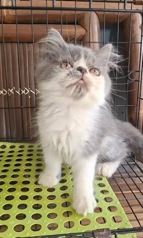 kucing anggora/ kitten flatnosevbetina/kucing persia betina