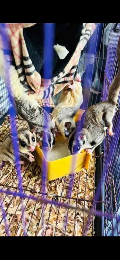 Sugar Glider Mewah dan Murah (4ekor)
