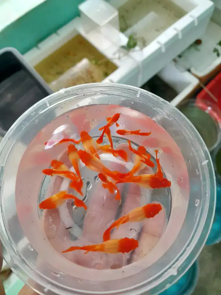 Guppy Albino Koi Gen Red Ear