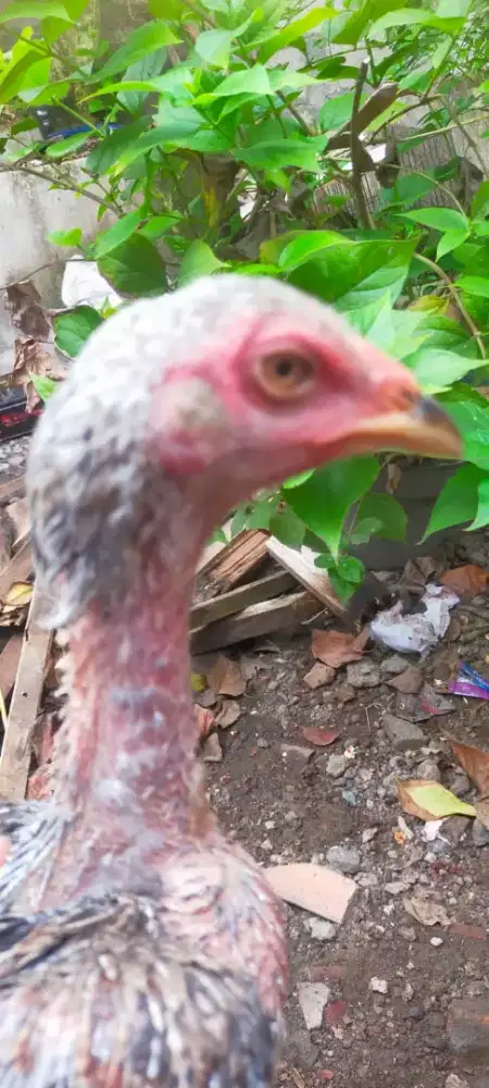 Ayam Bangkok Mangon umur ± 3 calon petarung