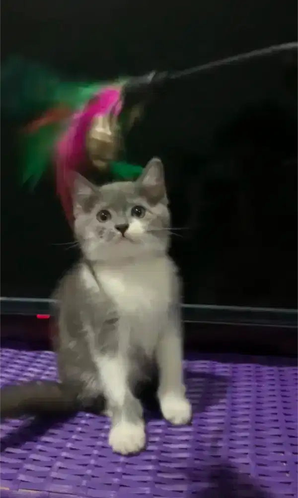 ANAK KUCING KITTEN BSH BRITISH SHORTHAIR BICO BLUE BETINA