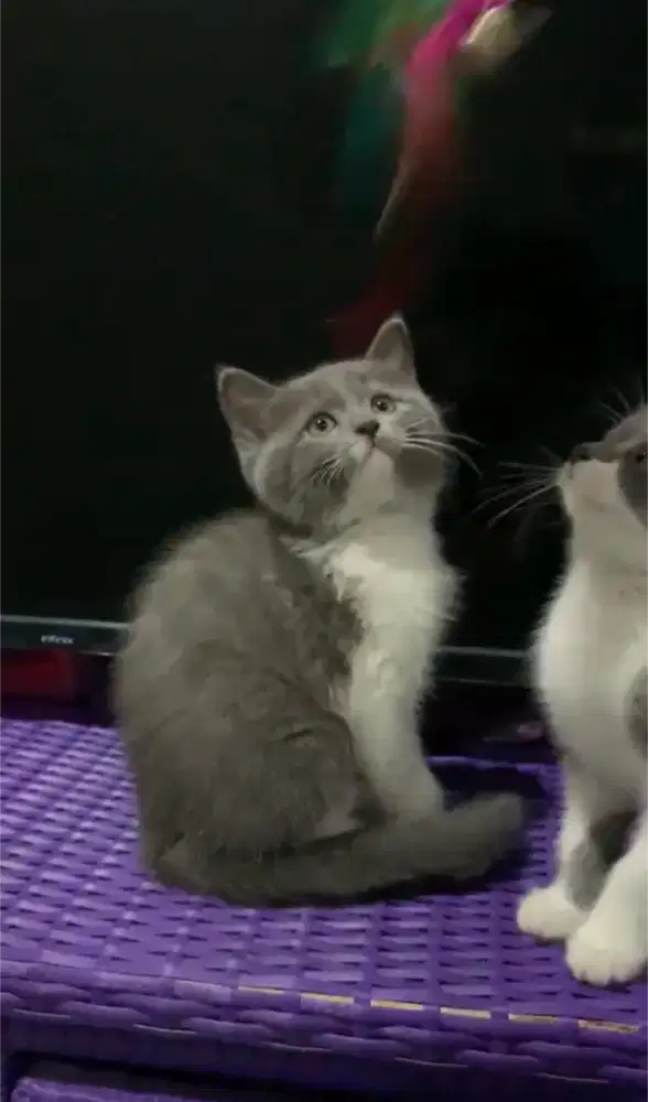 ANAK KUCING KITTEN BSH BRITISH SHORTHAIR BICO BLUE