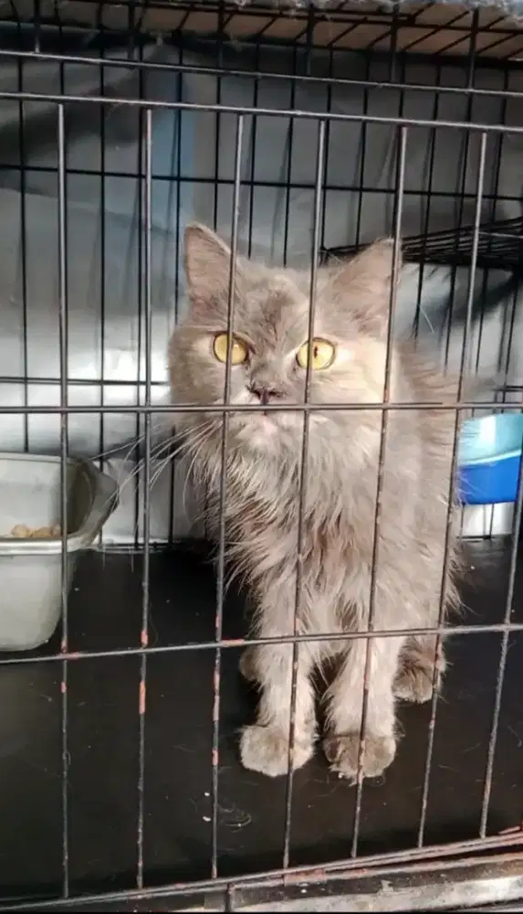 Kucing Persia/anggora