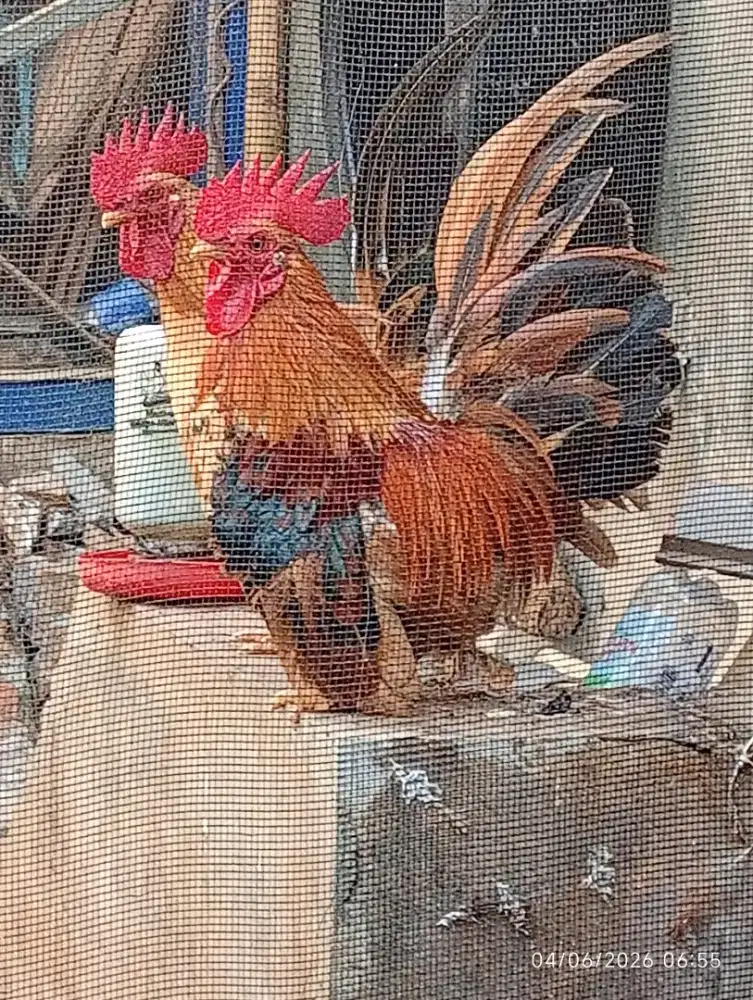 Ayam Kate ceper