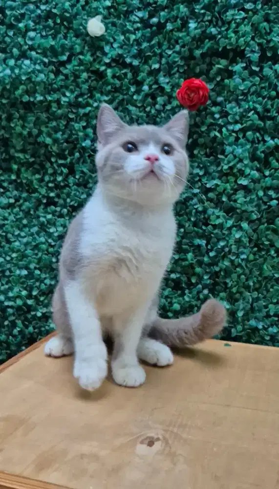 Kucing/Kitten British Shorthair Jantan Lilac