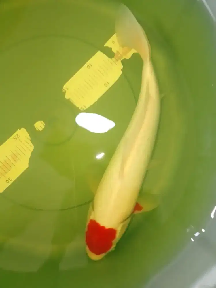 Ikan koi jenis TANCHO KOHAKU 36cm