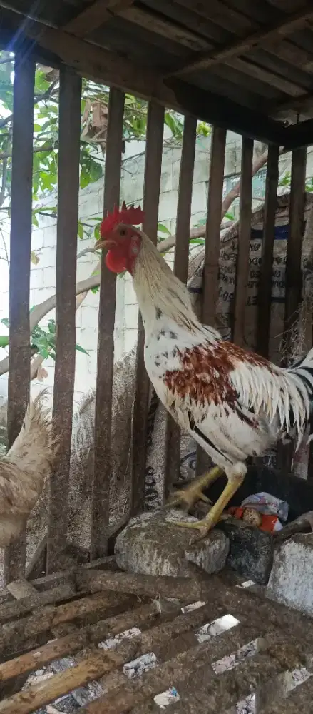 Ayam ketawa jenis disco