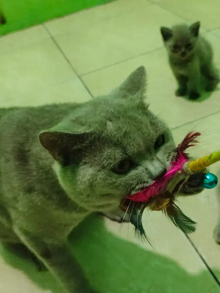 Kucing British Shorthair