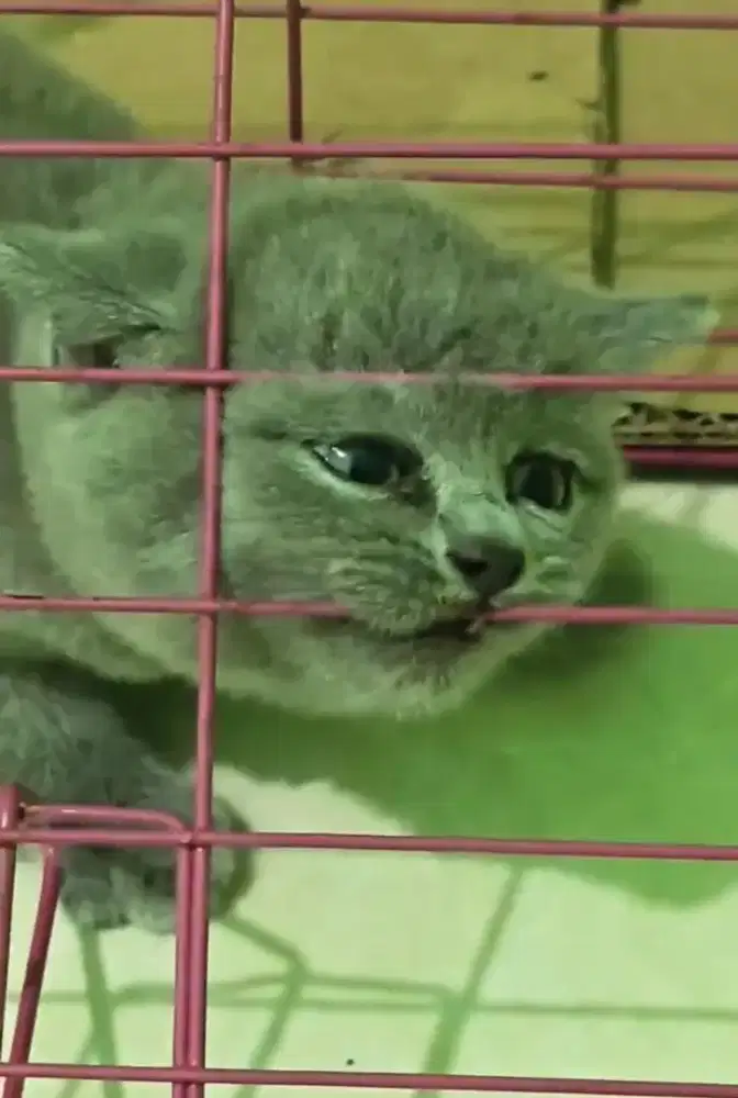 Kucing bsh British Shorthair