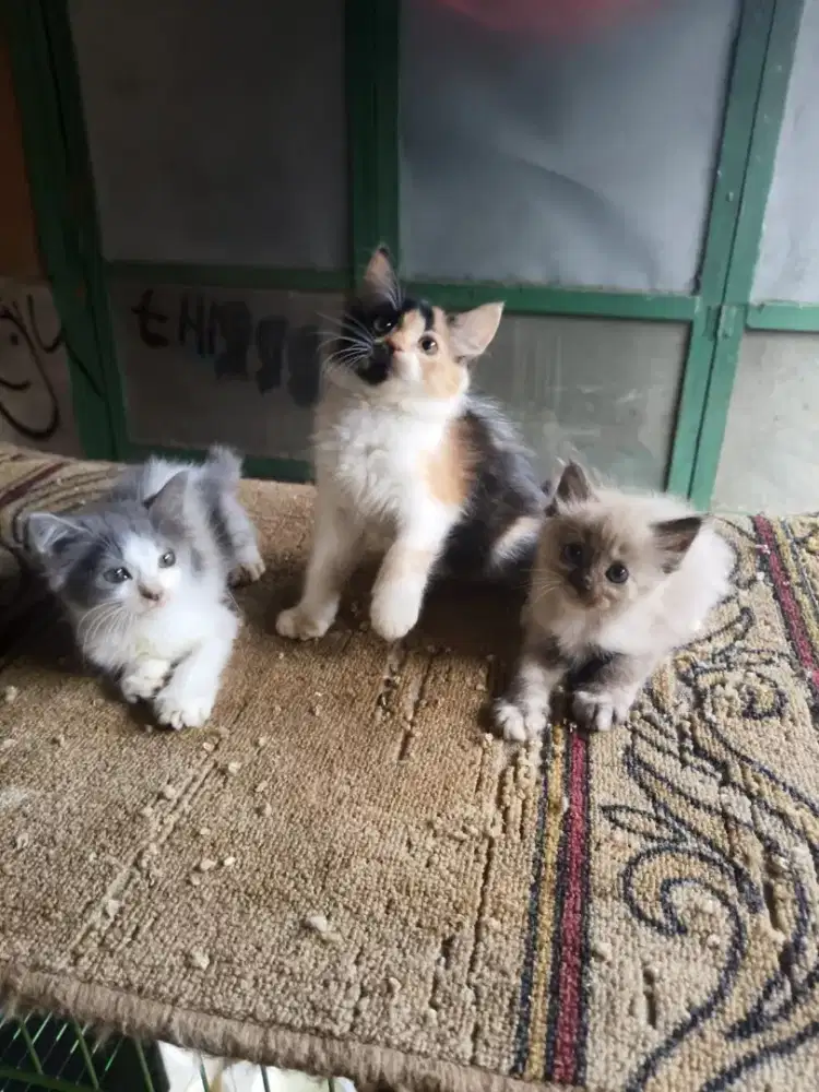 Persia dan Himalaya 2,5 bulan