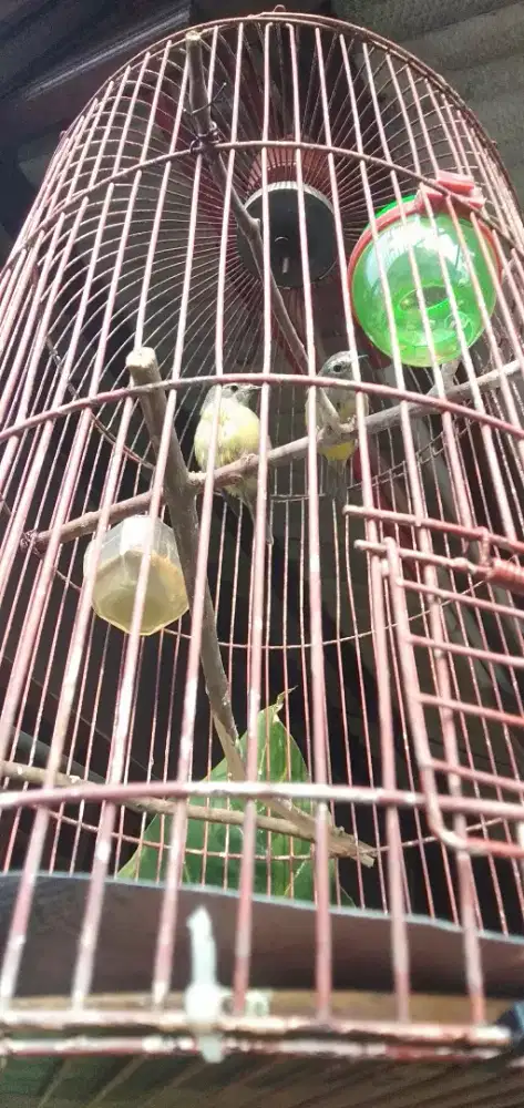 Burung opior jambul