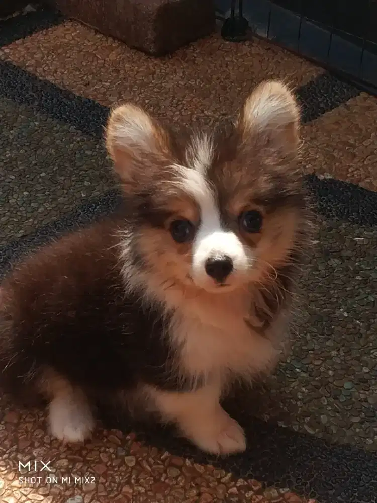 Jual Anakan Exotic  Corgi Fluffy