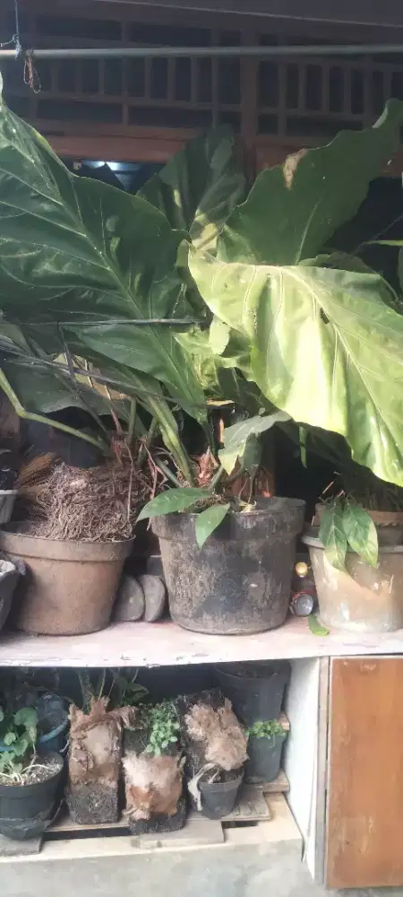 Bunga gelombang cinta