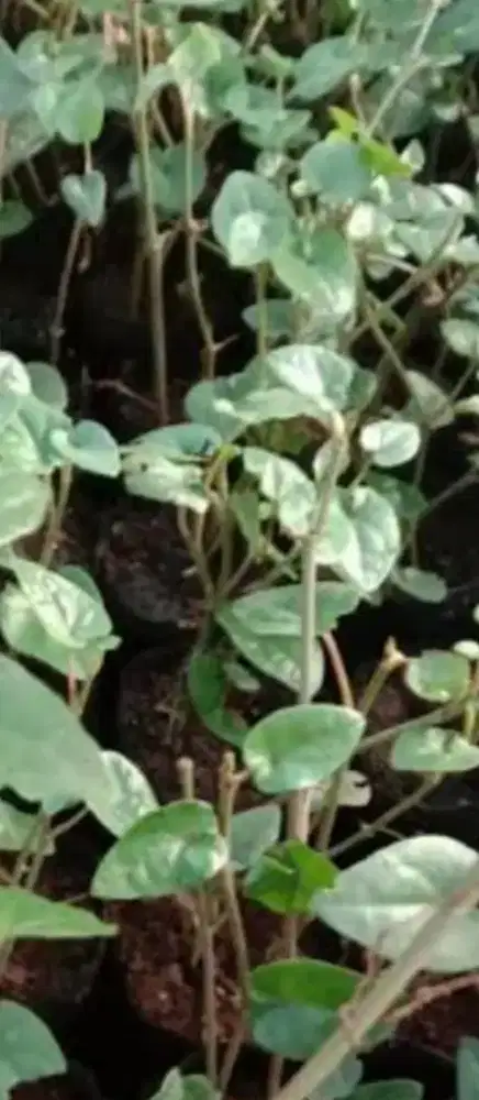 Bibit cabe Jawa