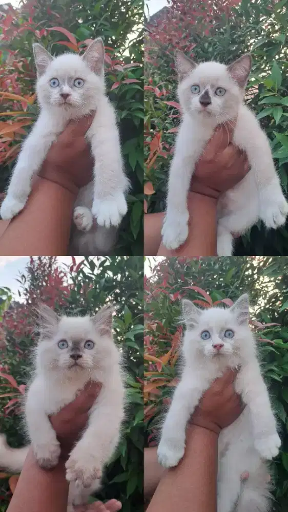 Anakan kucing himalaya & kucing siamse