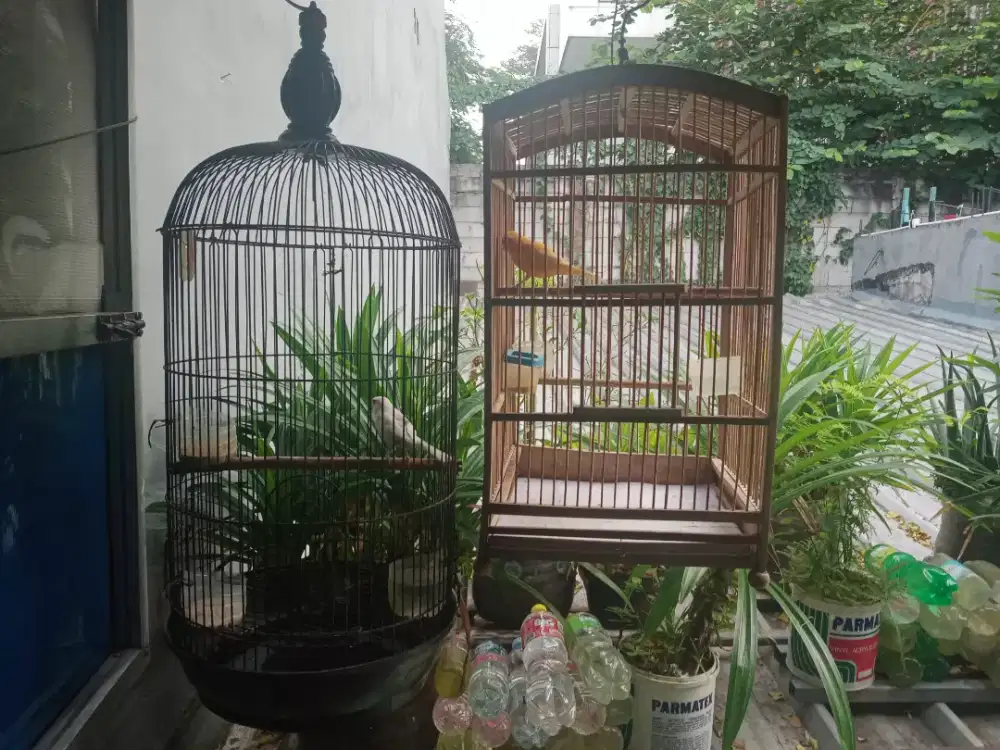 Jual aja kenari loper betina usia mapan