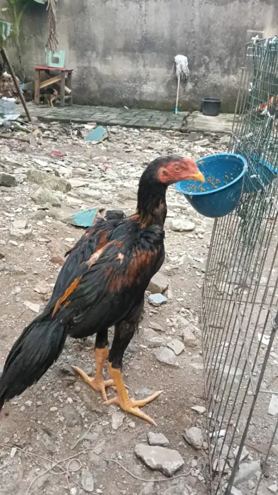 Ayam ekorlidi ekor pnjang
