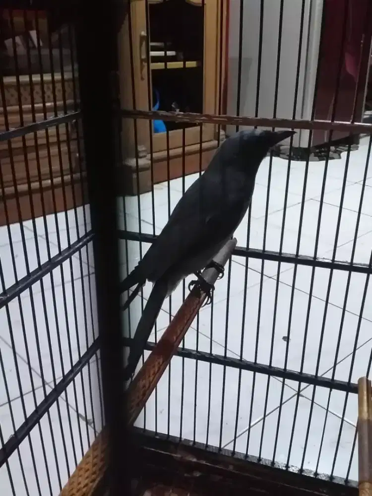 SRN guting suara variasi niru suara kucing