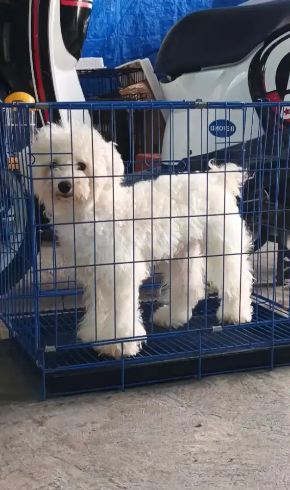 Poodle putih 11 bln jantan