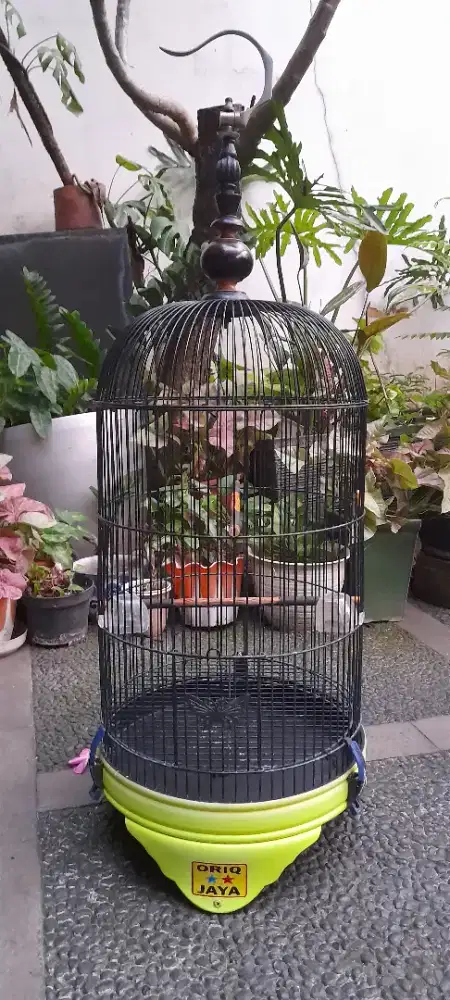 Sangkar/kandang love bird