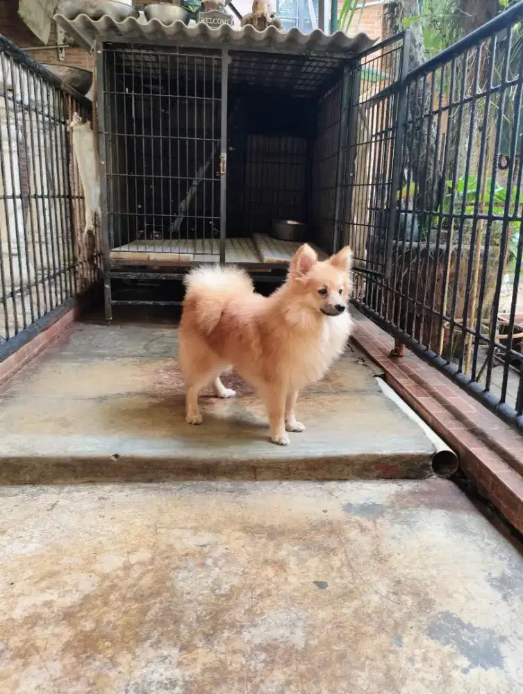 Pomeranian Jantan