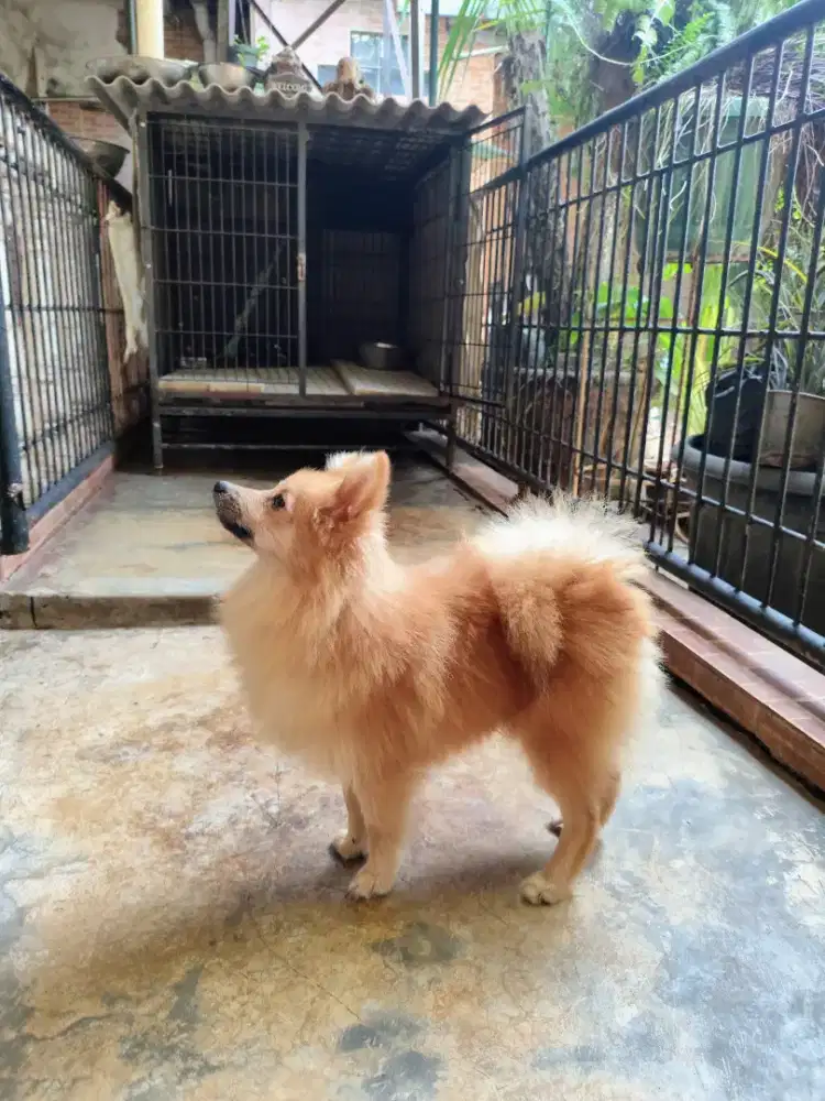 Anjing Pomeranian