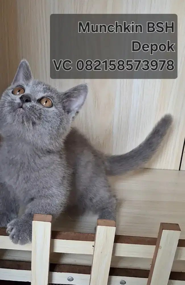 Kitten munchkin BSH
