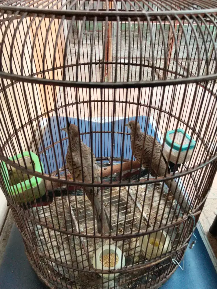 Perkutut bangkok