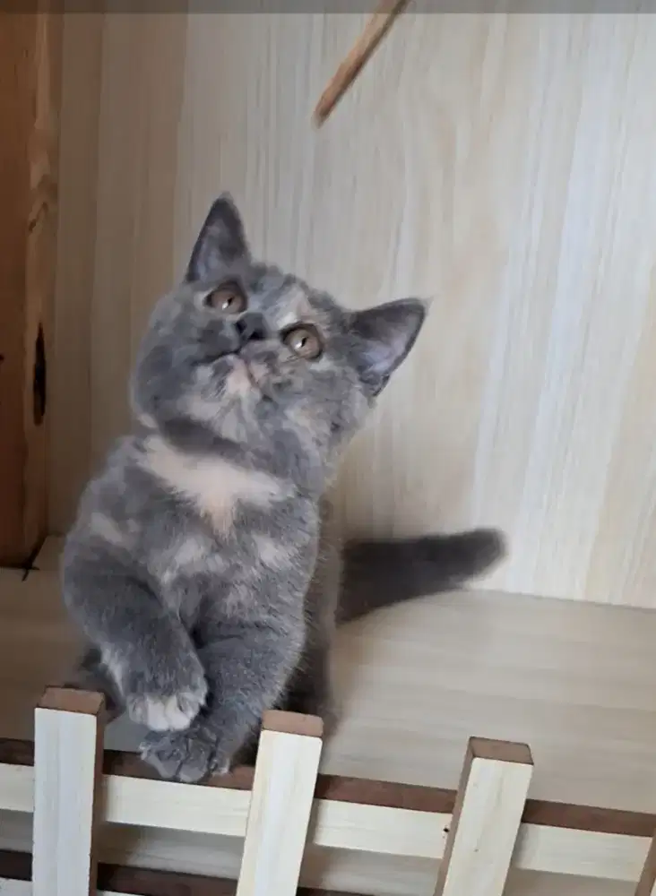 Munchkin BSH kitten