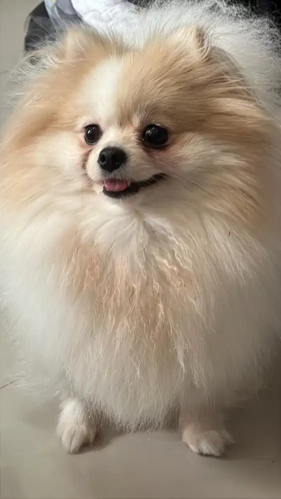 TEACUP POM / SUPER MINI POM POMERANIAN