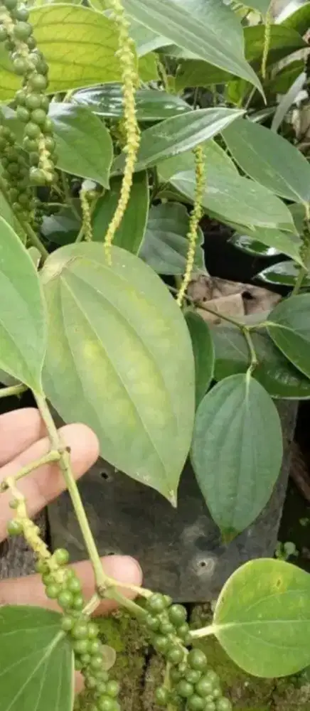 Bibit pada perdu