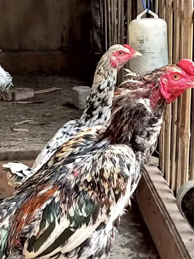 Ayam Bangkok sepasang