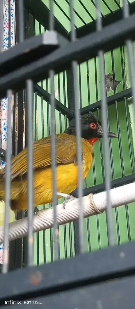 Kutilang emas rajin mulus