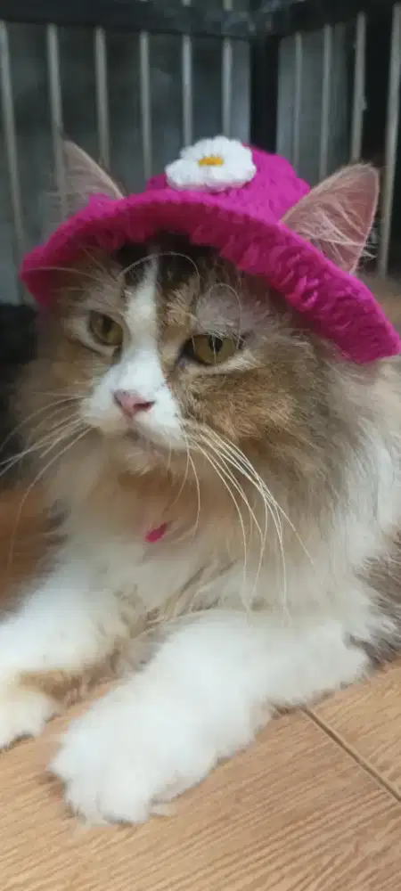 Persia flatnose longhair